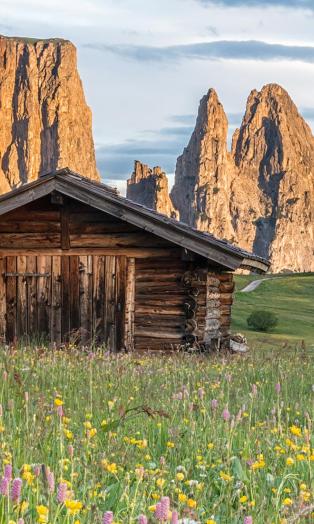 blumenwanderung-seiser-alm-marketing-manfred-kostner-2