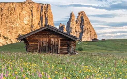 blumenwanderung-seiser-alm-marketing-manfred-kostner-2